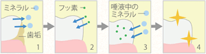 フッ素塗布の流れ